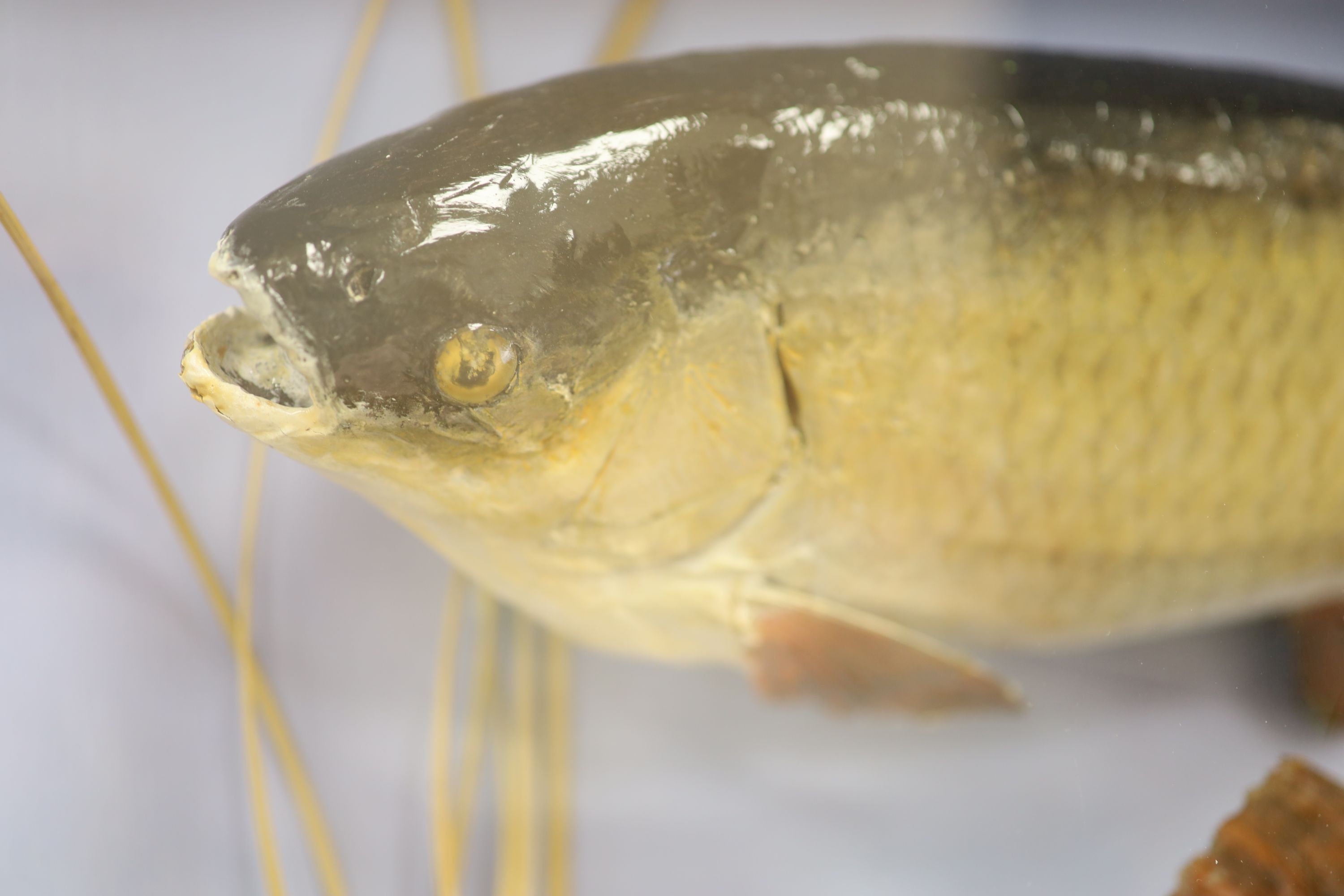 Two cased taxidermy carp in natural riverbed setting, overall length 61cm